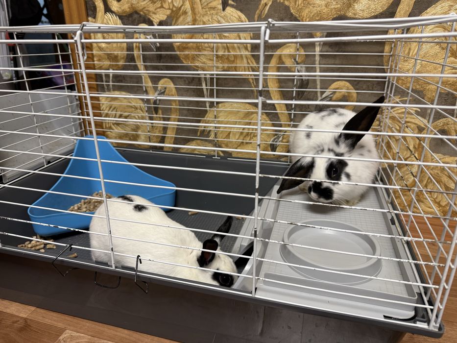 Продам двух кроликов