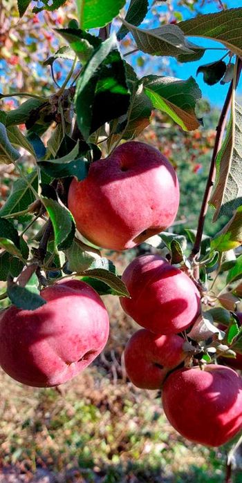 Продам дачу, район Телецентра СО "Кристалл"