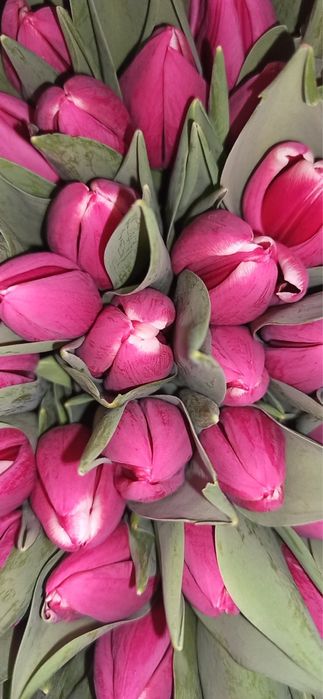 Тюльпаны оптом и в розницу, центр 24/7