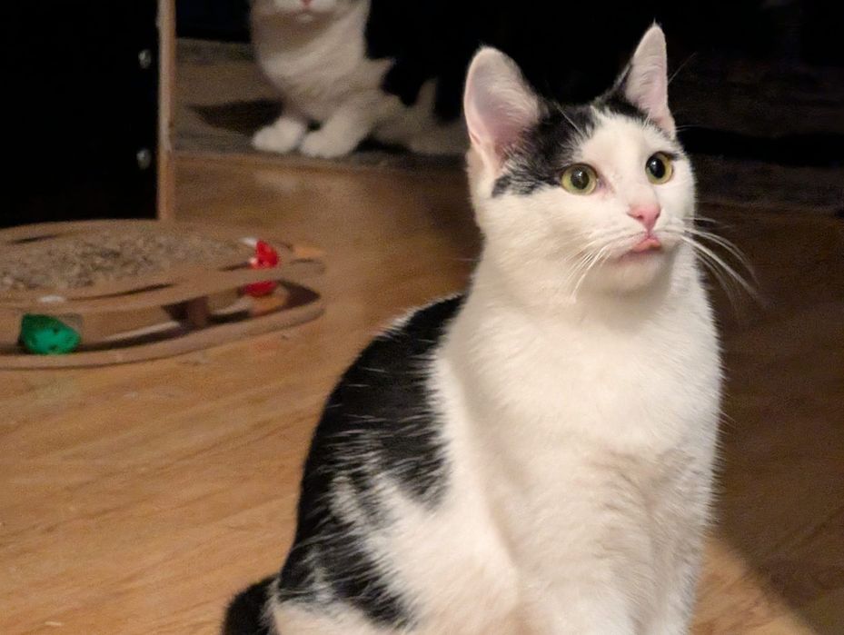 pisicuta superba,pisicuta pentru adoptie,pisicuta frumoasa de adoptata