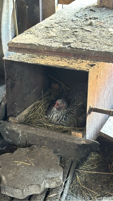 Продам квочку браму