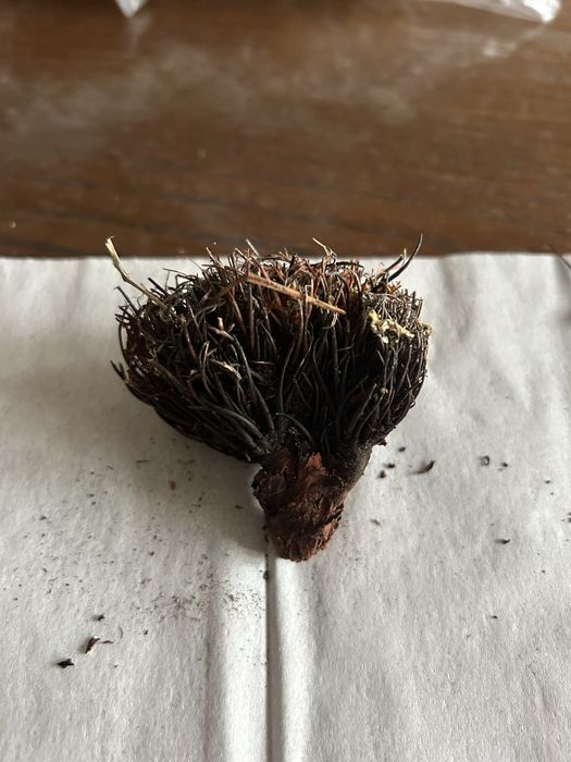 Маралий корень из Алтая