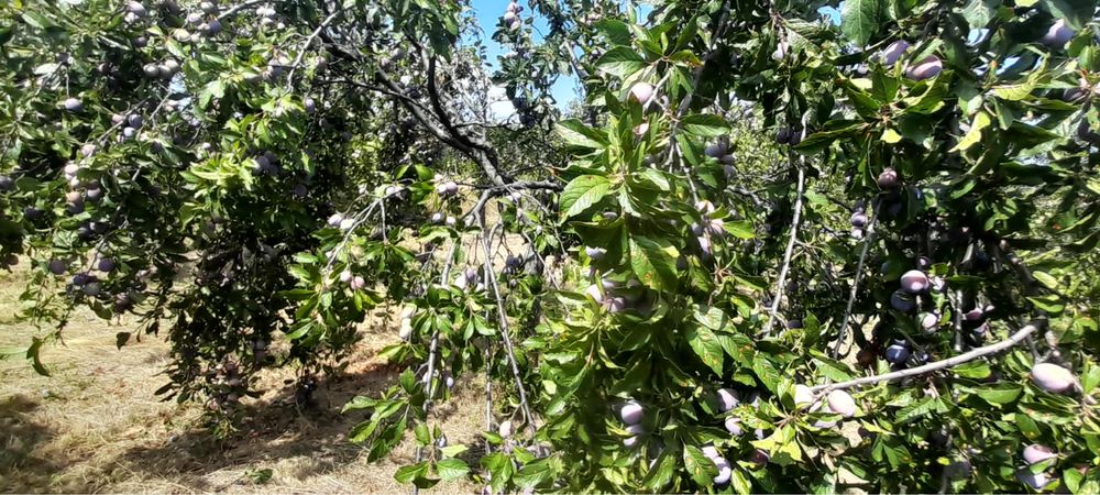 Prune anaspet si negre cateva tone