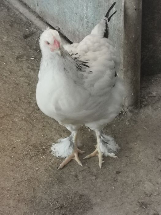 Vând Cocoși Brahma