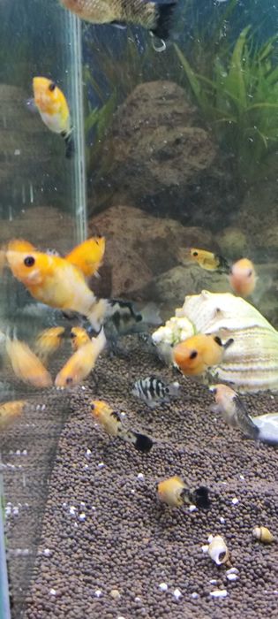 Моллинезии платина