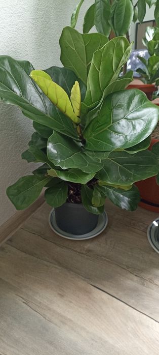 Цветя --Фикус лирата бамбино