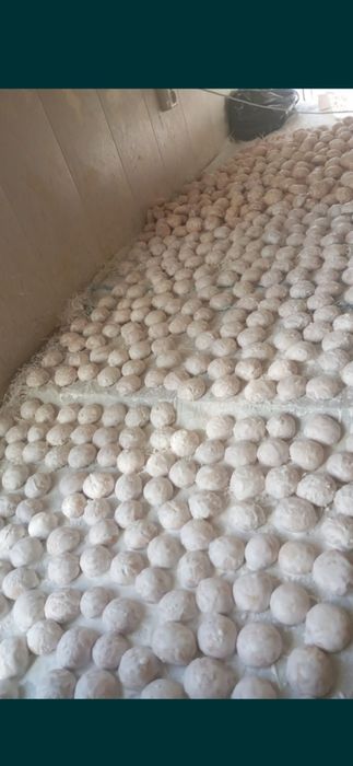 Pryaniki o'rgatamiz sirlari bilan