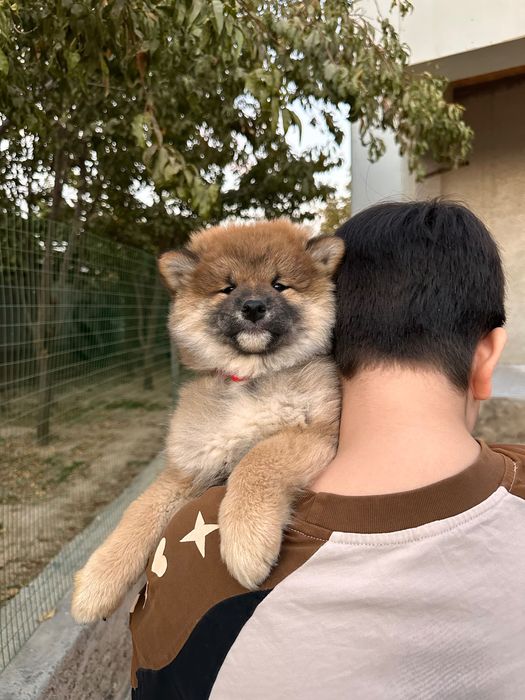 Готов к продаже щенок Сибы.