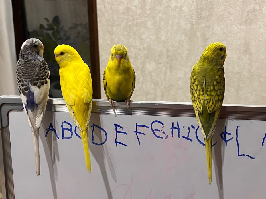 Qushlar Valnisti волнистый попугай valnistiy to’tiqush под чех