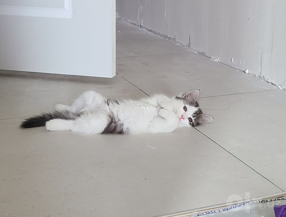 Котенок, мальчик 2,5 месяца ищет дом, домашний