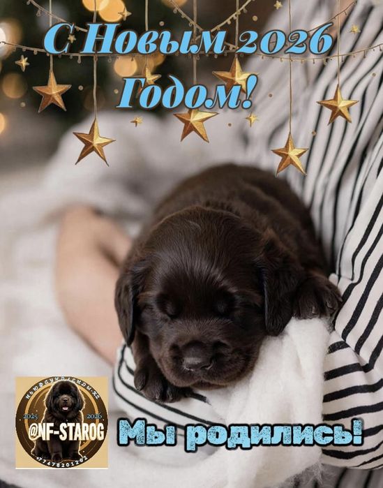 Щенки Ньюфаундленда