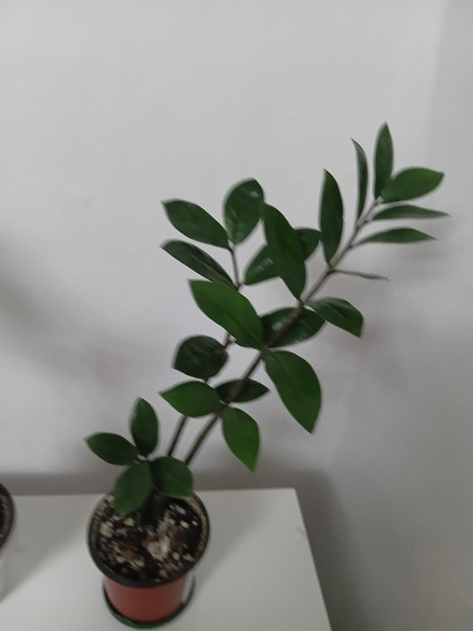 Денежное дерево. Замиокулькас.