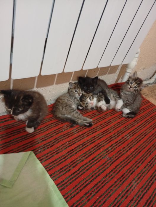Котята даром отдам