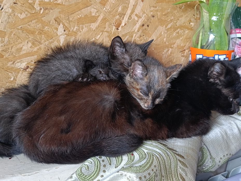 В добрые руки котят
