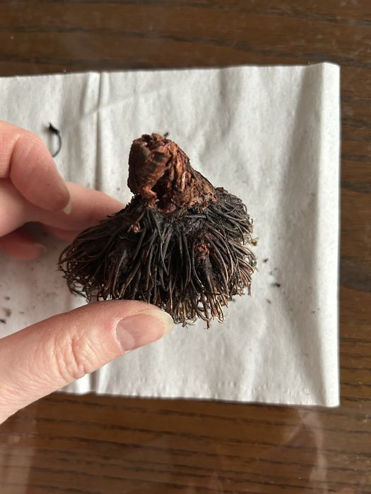 Маралий корень из Алтая