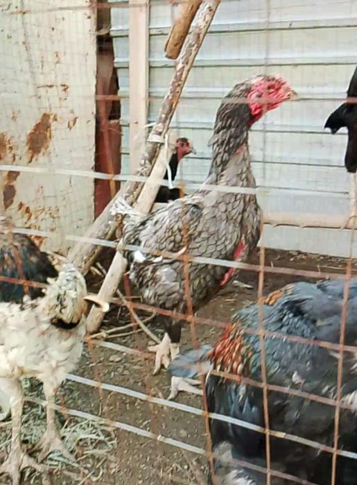 Дакан тауыктар сатылады