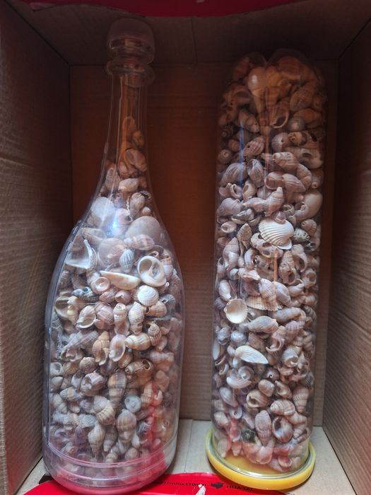Cochilie de scoici decorative
