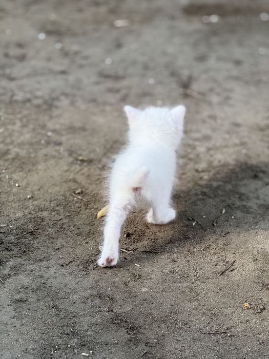 Отдам в хорошие руки котенка