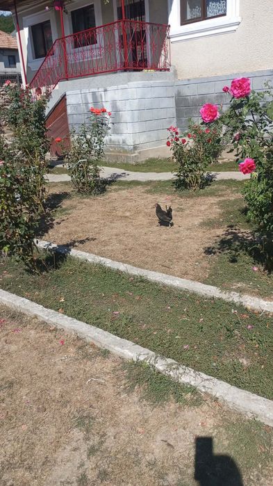 Vând găinușe de munte!