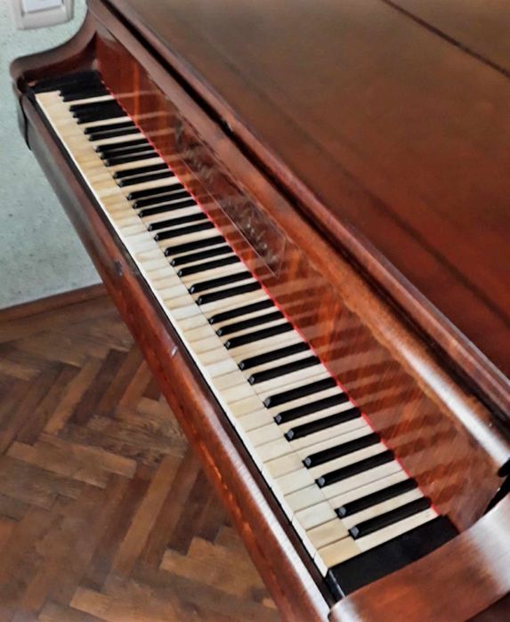 Pian vienez Emrich Betsy cu coada lunga