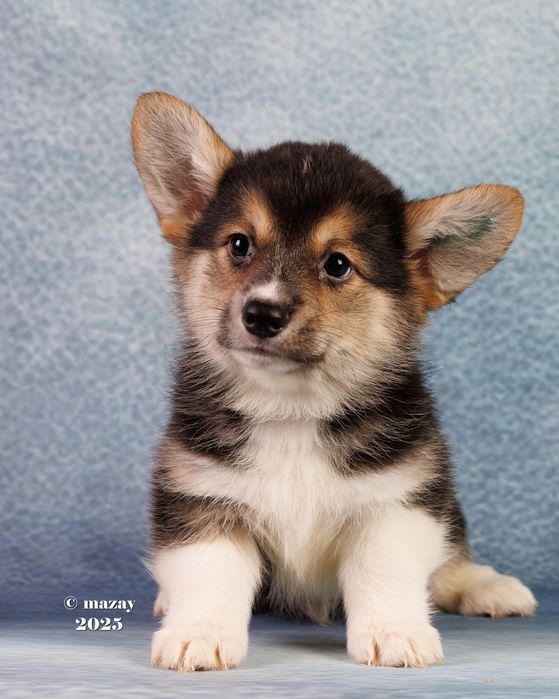 Вельш пемброк корги