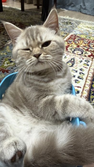 Котенок шотландский