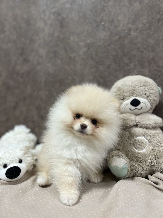 Шпиц, девочка шпиц