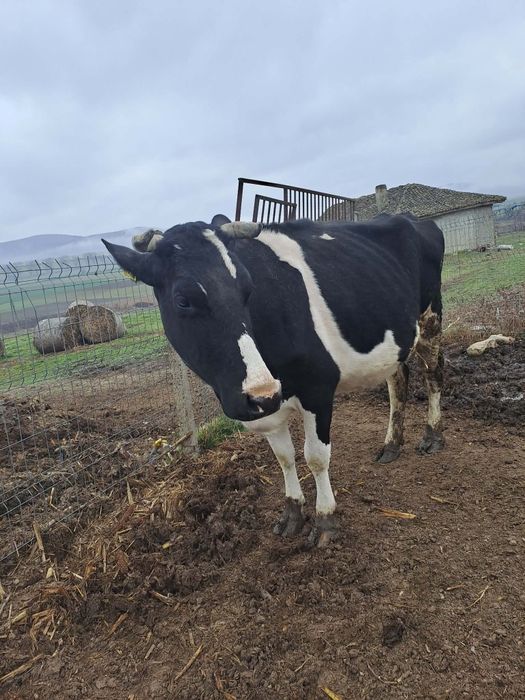 Vând vaci Holshtein bălțate pe negru