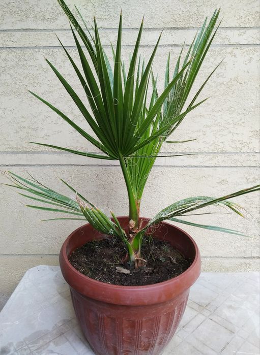 Вашенгтония домашнее ростение