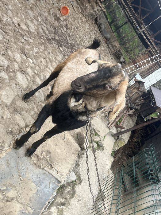 Tap agrolumbian de vanzare de 2 ani jumate