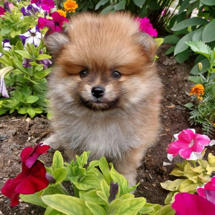 Продам щенков шпица.