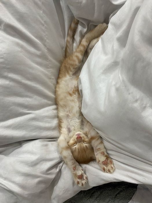 Вислоухий котенок