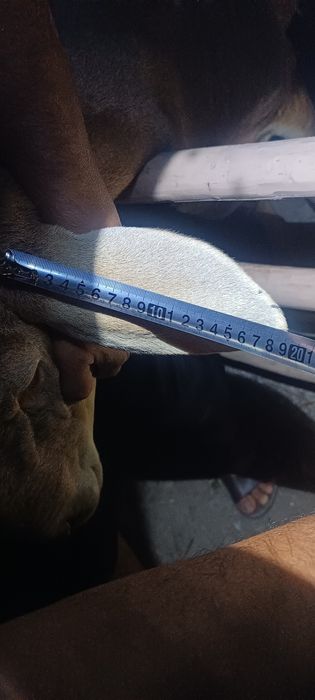 Тозза, Арашан , зотли ,(ЛИНЯ) бор Онаси ёнида"баландлиги (95+см)