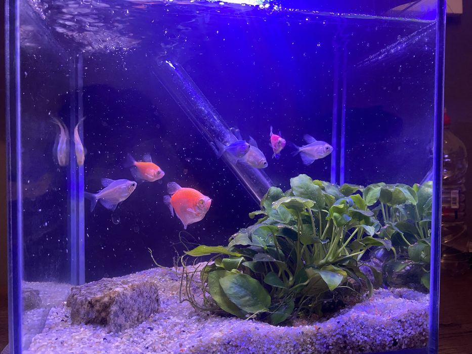 Acvariu pesti echipat complet!!!