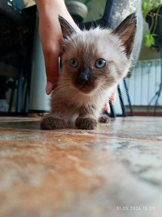 Котята бесплатно. Марғаулар тегін.