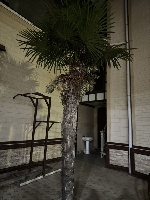 Пальма и магнолия