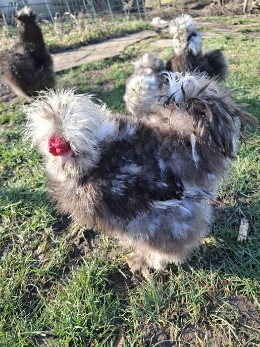 Американски копринки яйца