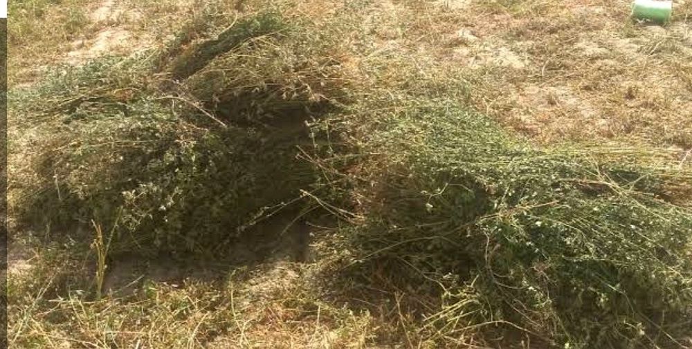 Beda mol hashak sotiladi