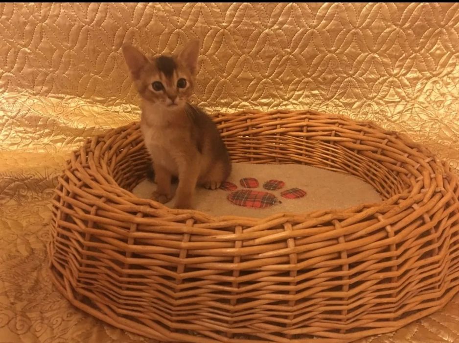 Абиссинчики клубные.