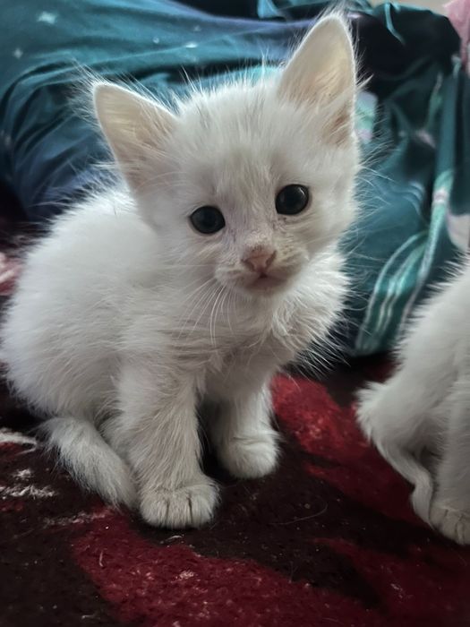 Отдам в добрые руки