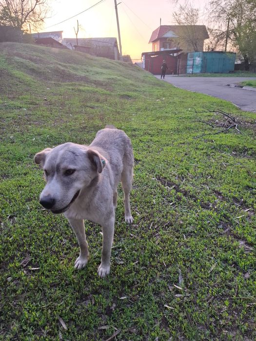 Пристраивается пес Боба