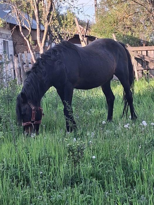 Armasar de vanzare varsta 13 ani foarte bland se fac si probe la fata locului nr 0768101160 sau 0734901678 sau mesaj pe whapp nu sunati inutil  ,este