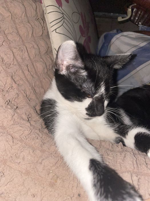 Motănel alb cu negru, ochi verzi superbi, 4 luni