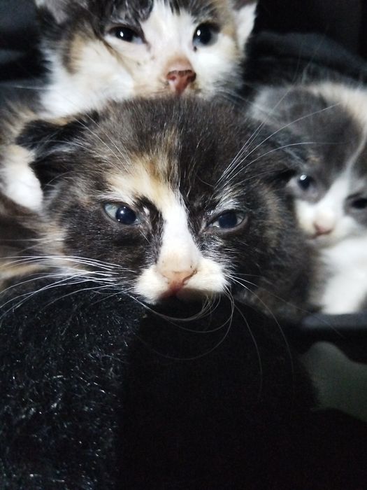 Продаю котёнка очень милова
