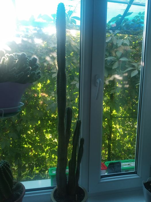 Распродаю разные комнатные растения