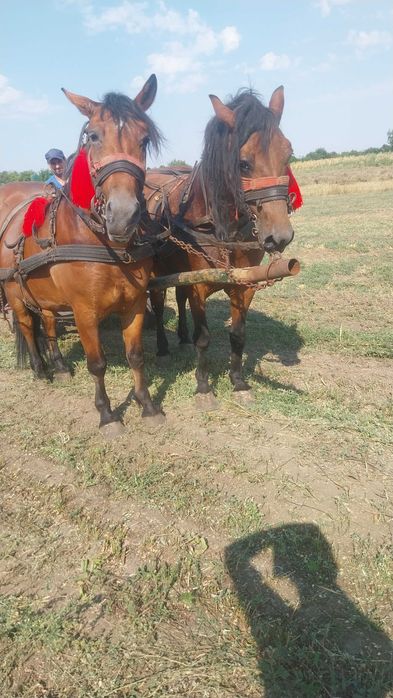 De vanzare manza