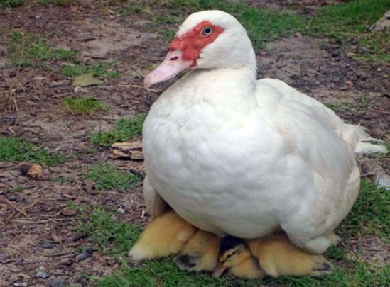 Продается Индоутка с утятами.