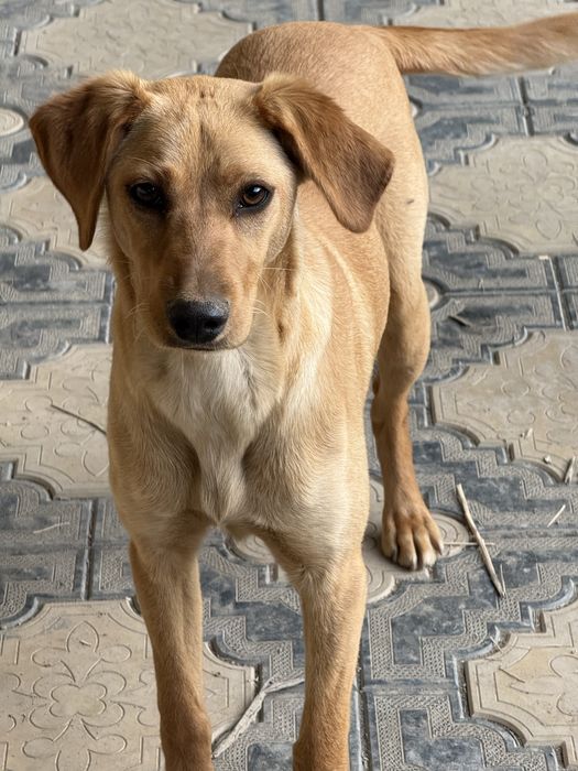 Девочка 6 месяцев