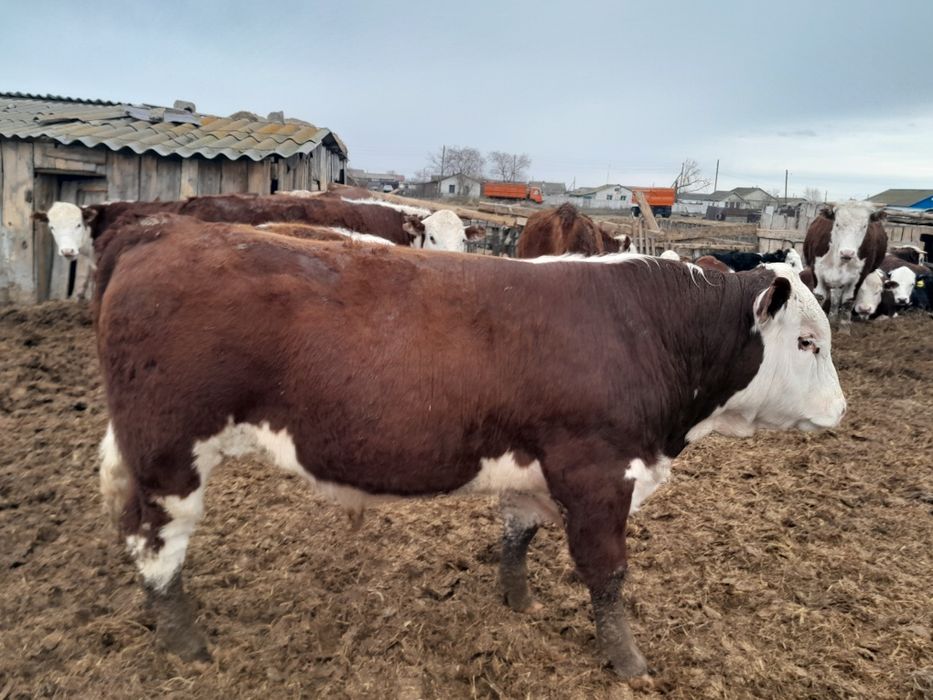 Продаётся быки можно на племя