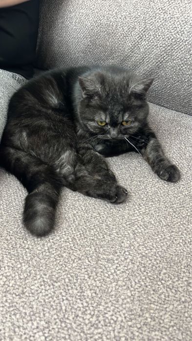 мысык таза пародистый